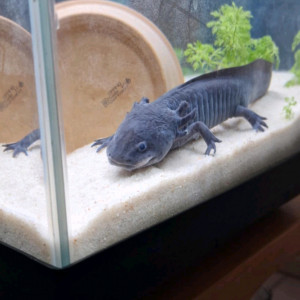 AXOLOTL MALE