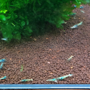 LOT DE 20 CREVETTES TAIWAN BEE:   BLUE BOLT