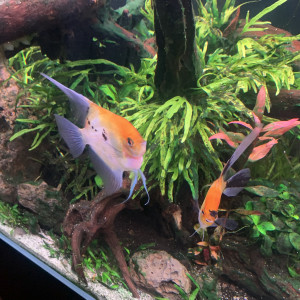 Couple scalaire KOI