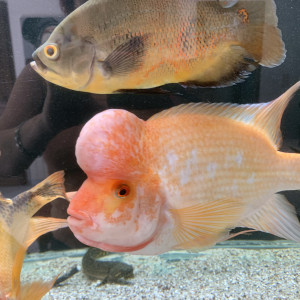 Gros amphilophus citrinellum