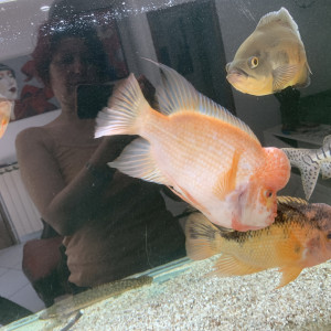 Gros amphilophus citrinellum