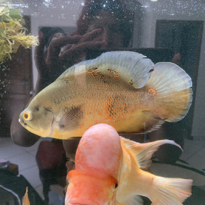 Gros amphilophus citrinellum