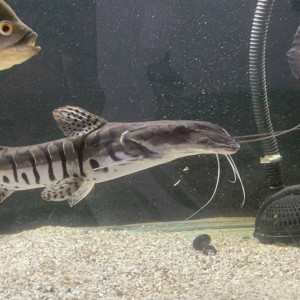 Gros poisson chat nez de pelle (Pseudoplatystoma fasciatum)