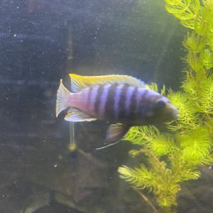 Aquarium 350l + poisson