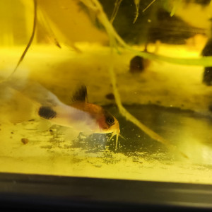 Corydoras panda
