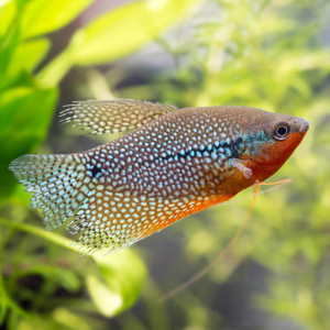 Gourami perlé