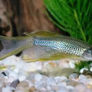Danio frankei voile