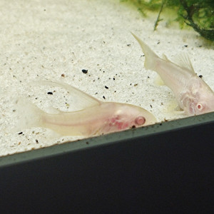 Corydoras paleatus albinos voile
