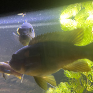 Groupe de Chidongo elongatus reproducteur