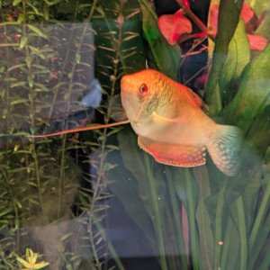 Poissons siamois mangeurs d'algues et gouramis