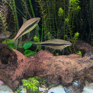 Donne Poissons siamois mangeurs d'algues et gouramis