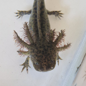 Bébé axololt sauvage
