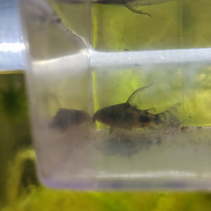Corydoras paleatus voile