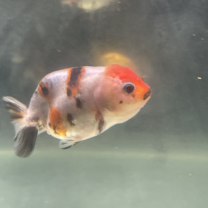 Ranchu