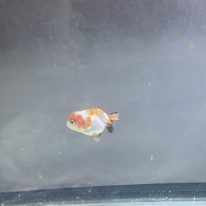 Ranchu