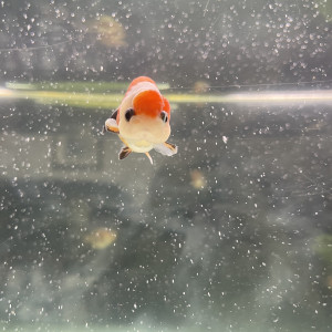 Ranchu