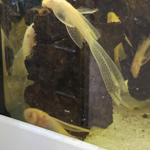 Ancistrus gold albinos voile