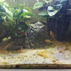 Ancistrus gold albinos voile