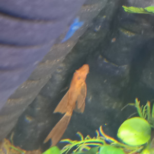 Ancistrus sp red voile ( long fin )