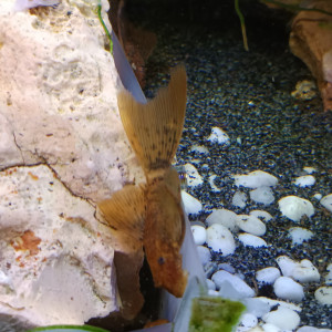 Ancistrus sp red voile ( long fin )