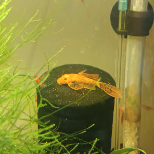 Ancistrus sp red voile ( long fin )