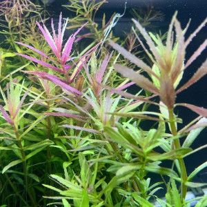 Limnophila Hippuridoides