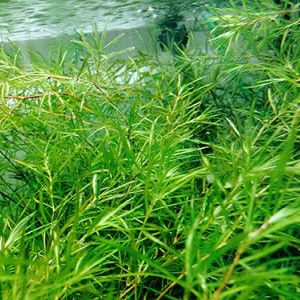 Herbe à guppys