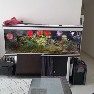 Aquarium 450 l complet +Discus