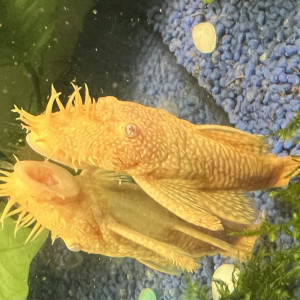 Je donne deux poisson laveur vitre doré taille adulte. À venir chercher vite