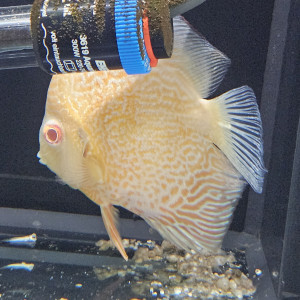 Donne discus jaune