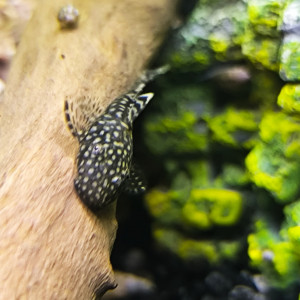 Ancistrus