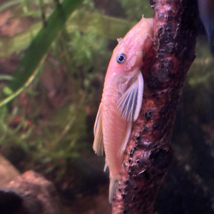 Jeune ancistrus gold