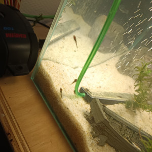 Vends ou échange bébé guppy et bébé ancistrus