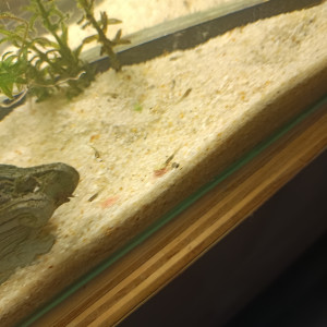 Vends ou échange bébé guppy et bébé ancistrus