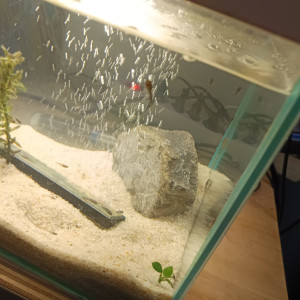 Vends ou échange bébé guppy et bébé ancistrus