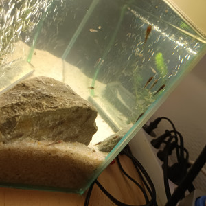 Vends ou échange bébé guppy et bébé ancistrus