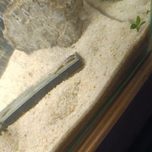 Vends ou échange bébé guppy et bébé ancistrus