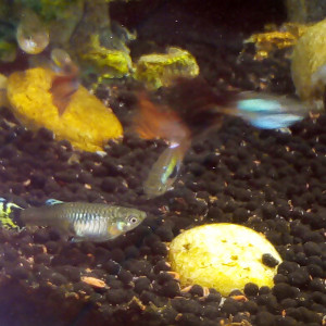 Vends guppy femelles et males + crevettes type red cherry