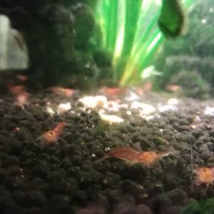 Vends guppy femelles et males + crevettes roses