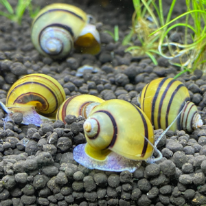 Escargots Asolene Spixi