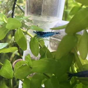 Crevette blue velvet