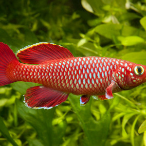 Vente - Couple Nothobranchius korthausae
