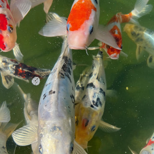 KOI