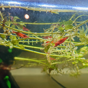 Crevettes red cherry