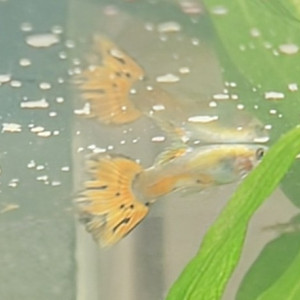 Lots alevins guppys