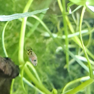 Platy et guppy