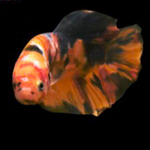 Betta Plakat Giant koi male