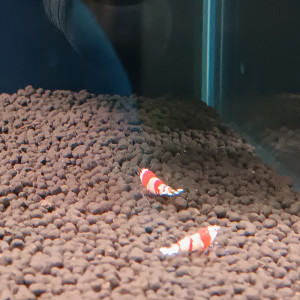 Crevette red crystal