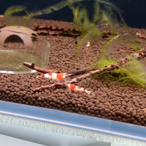 Crevette red crystal
