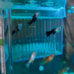 Vente Poisson d'eau douce